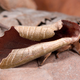 Illustration for article titled This is not a leaf